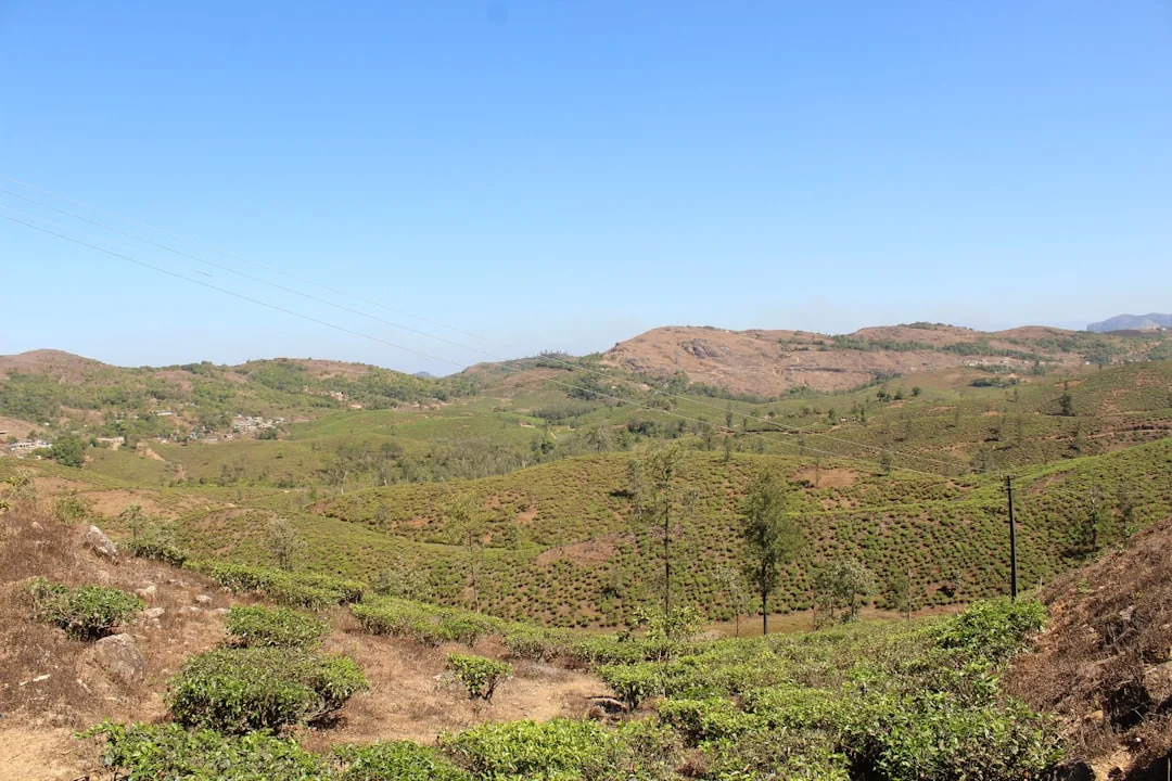 Vagamon Tea Estates