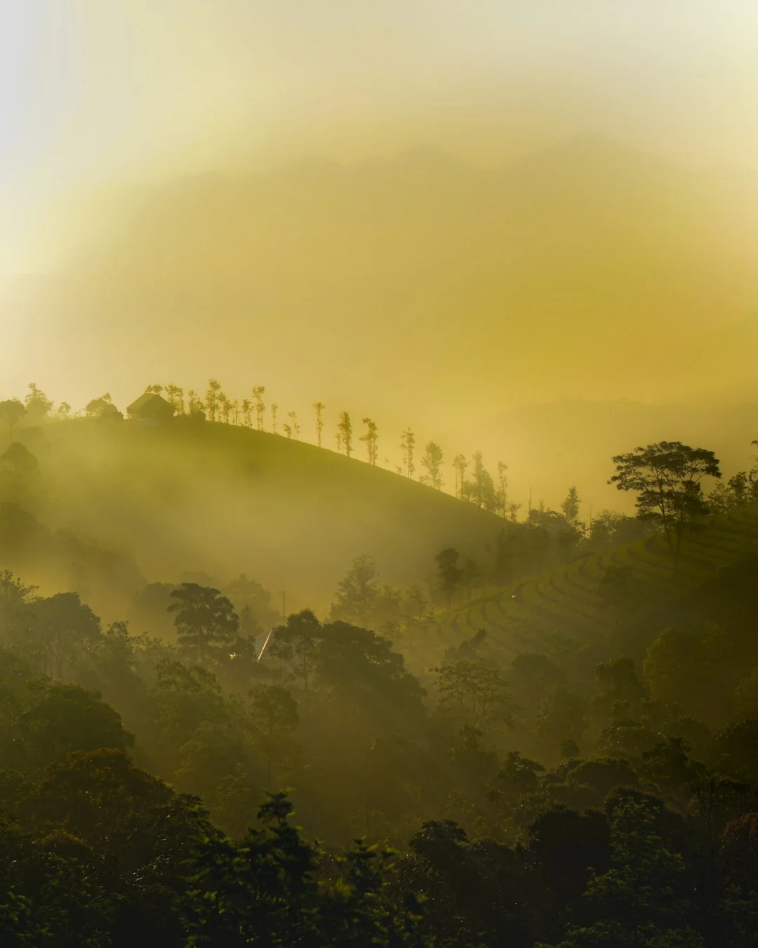 Scenic view of Vagamon hills and tea plantations