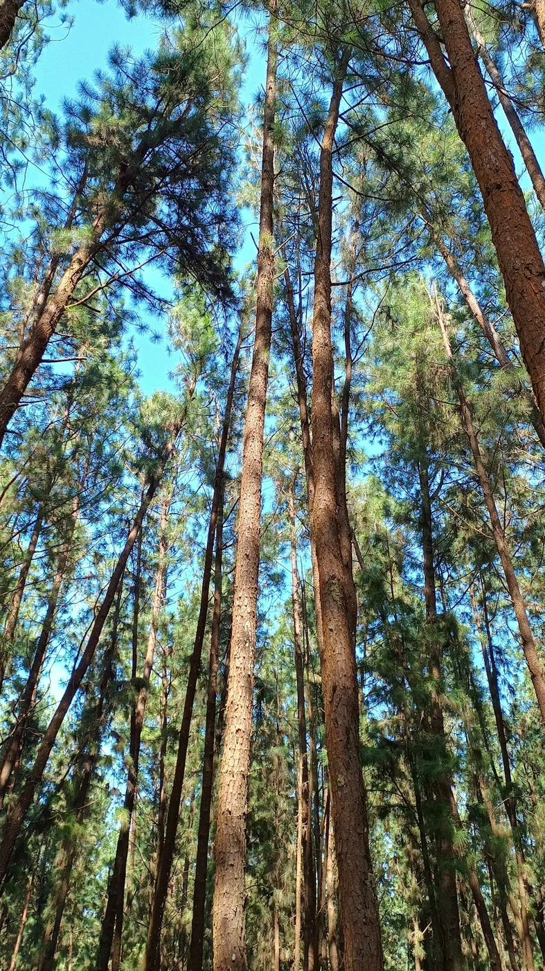 Pine Forest Vagamon