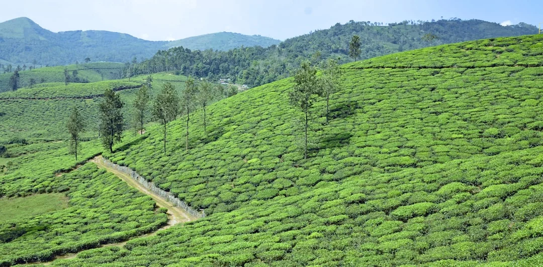 Sunrise & Sunset Jeep Safari in Vagamon